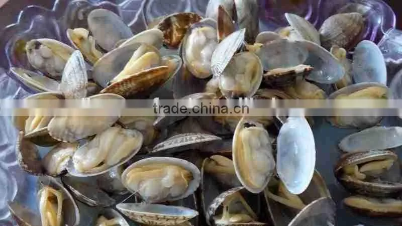 FORZEN BOILED SHORT NECKED CLAM