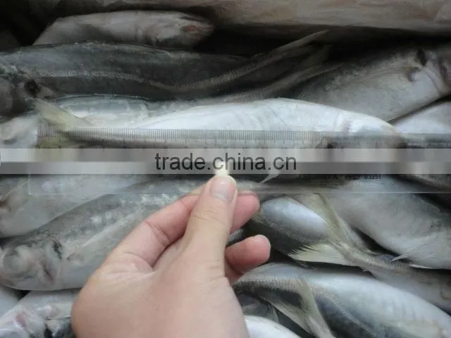 sea frozen horse mackerel