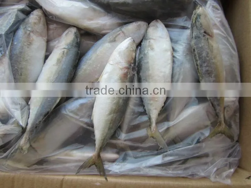 FROZEN INDIAN MACKEREL