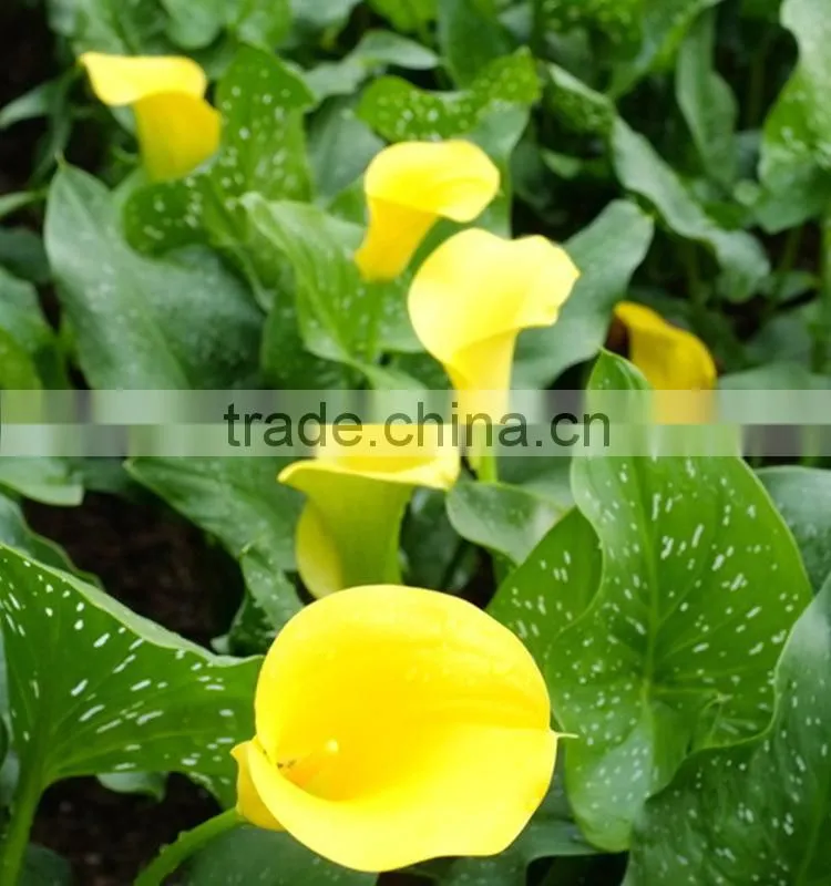 Cut Fresh manufacture bottom price calla lily pick