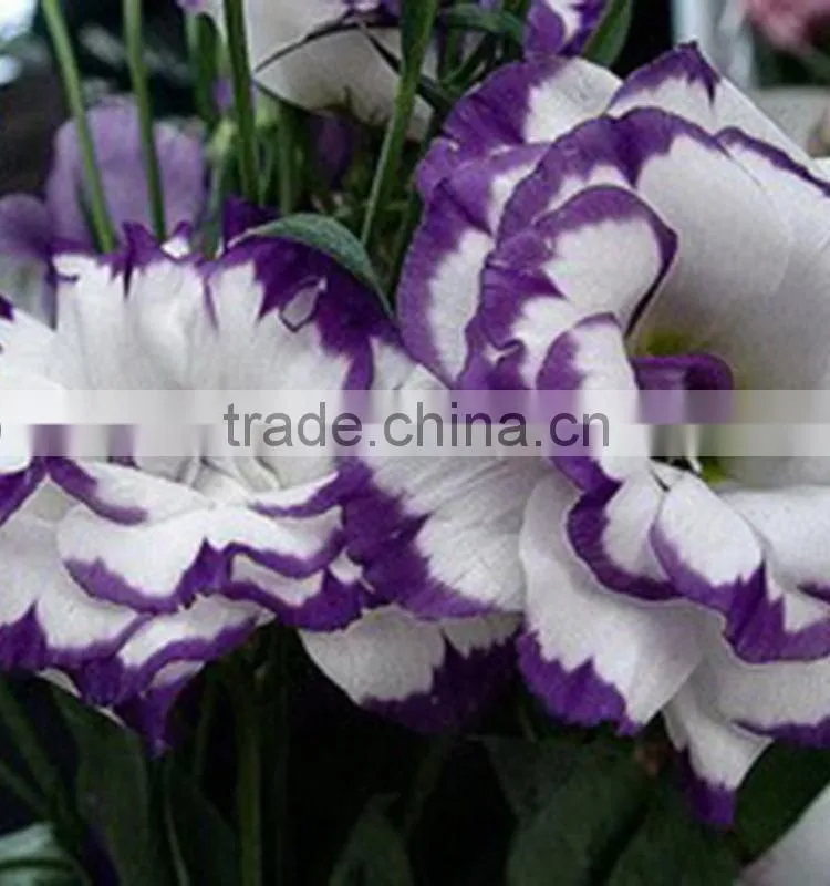 Special antique bug bud eustoma