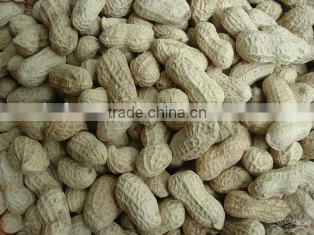 Chinese Peanut Inshell 11/13
