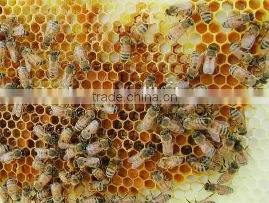 Bulk Beewax blocks