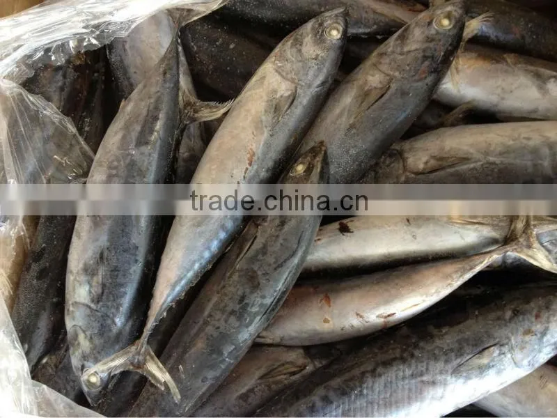 2016 frozen bonito 6-8pcs/kg for canned/market