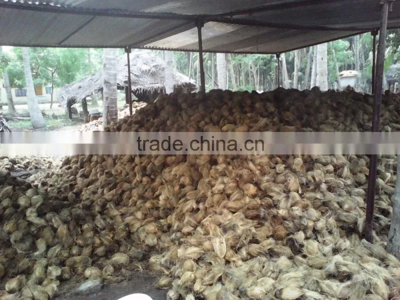 Matured coconuts