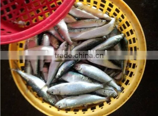 Frozen Mackerel