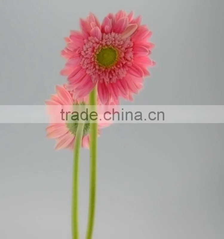 Fashion Honey pink gerbera daisy
