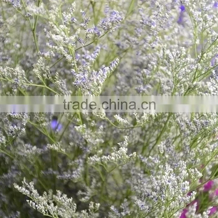 Beautiful classical limonium flower