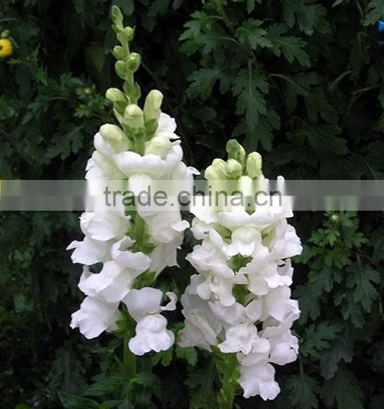 Fashionable top sell white snapdragon flower