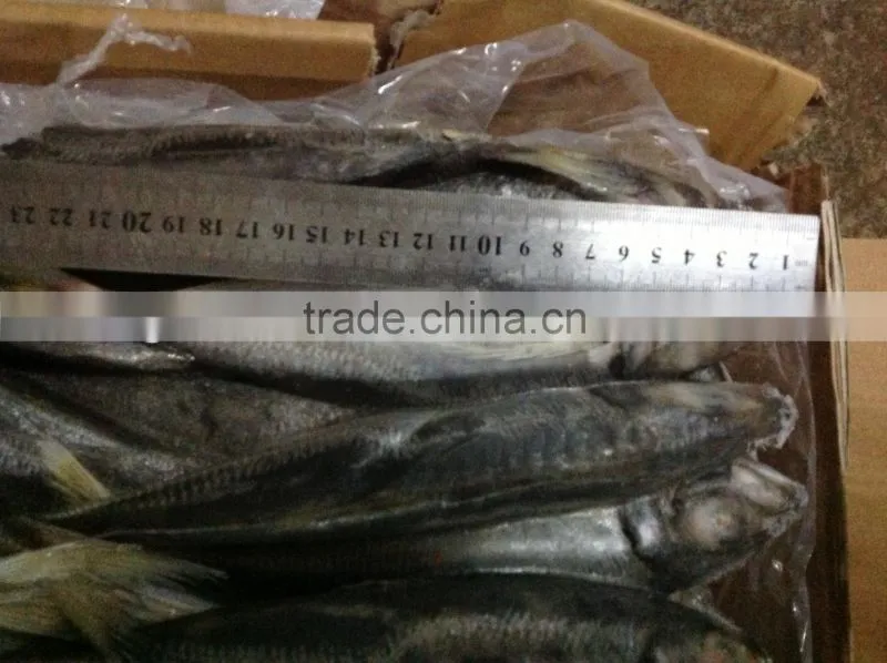Frozen whole round horse mackerel 20cm from China supplier