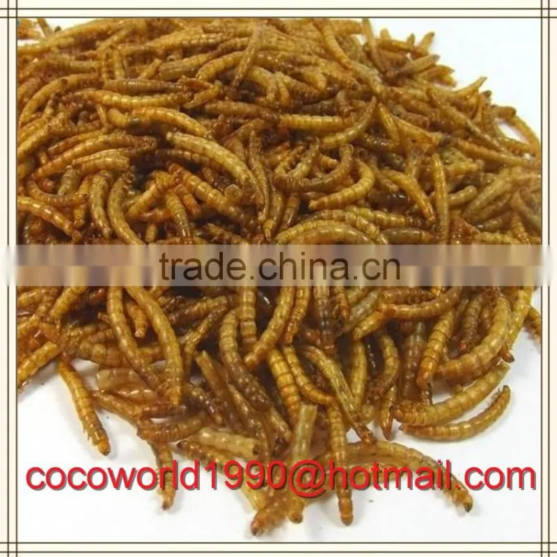 super meal worms/gut loading mealworms/how to keep mealworms