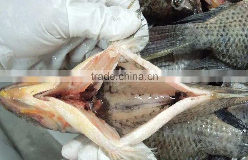 bulk tilapia fillet with high quality