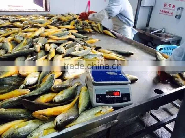 China Origin Frozen Yellow Croaker Fish Maw