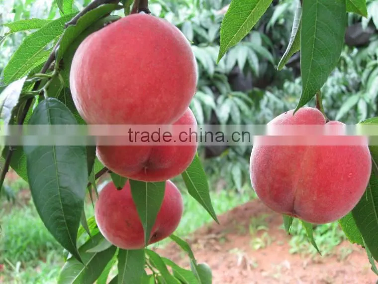 fresh honey peach fruit from Chengdu plain
