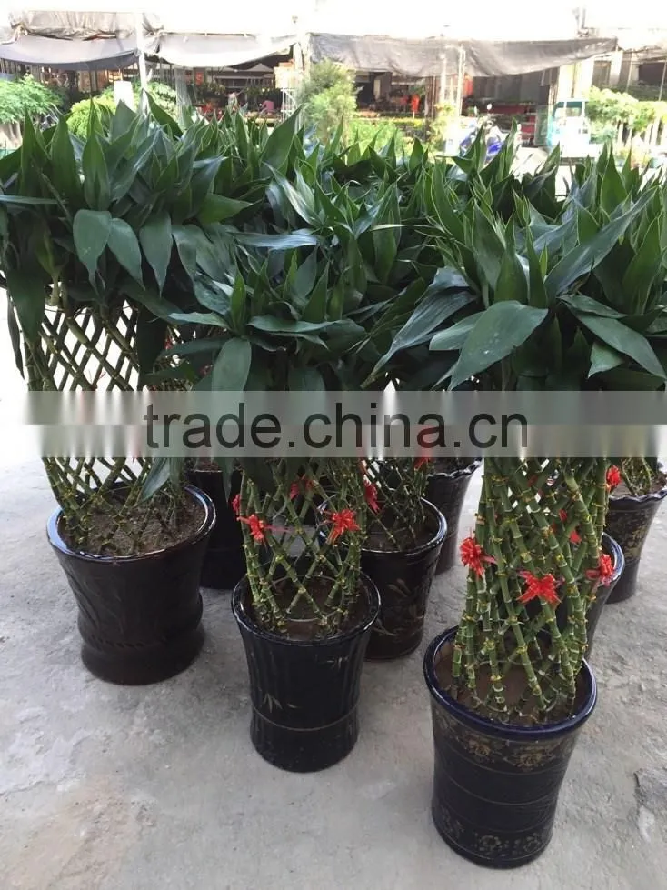 Dracaena sanderiana Sander