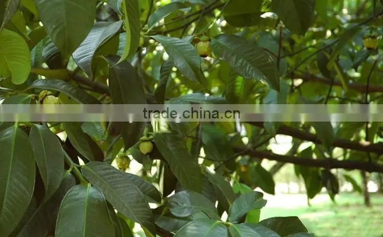 Mangosteen fruit seedling