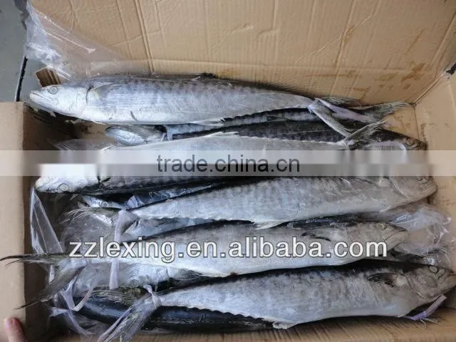 Frozen spanish mackerel,IQF,W/R,fresh