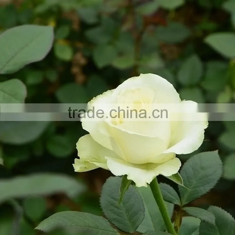 Fresh color classical flowering violets