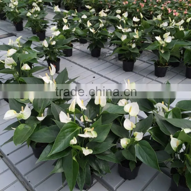 multi-span galvanized Aquarium Plant Greenhouse