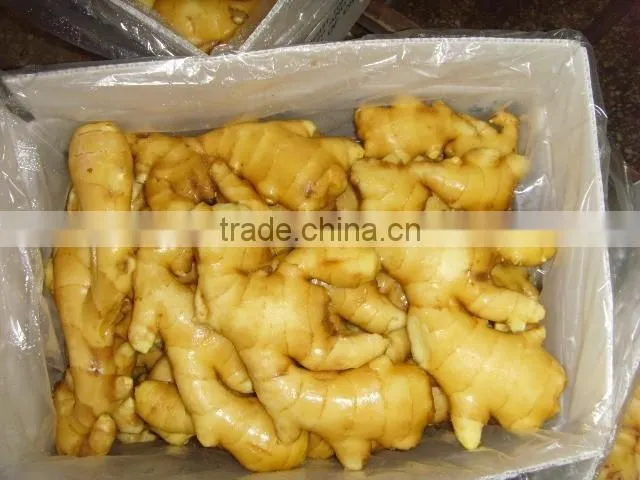 2015 crop Chinese Shandong origin fresh ginger