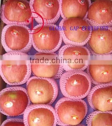 2013 fresh fuji apple