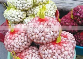 Fresh garlic