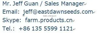 5009 Sunflower Seed ( crop 2013) top quality