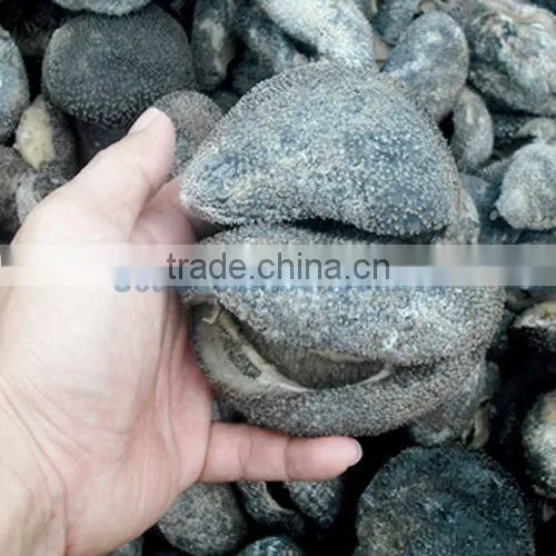 Ball Sea Cucumber Vietnam, Pingpong Fish, Holothuria Spp