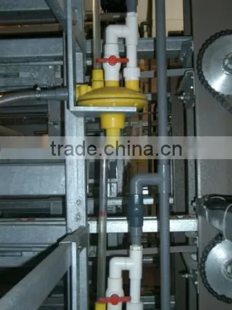 H Frame Pullet Raising System