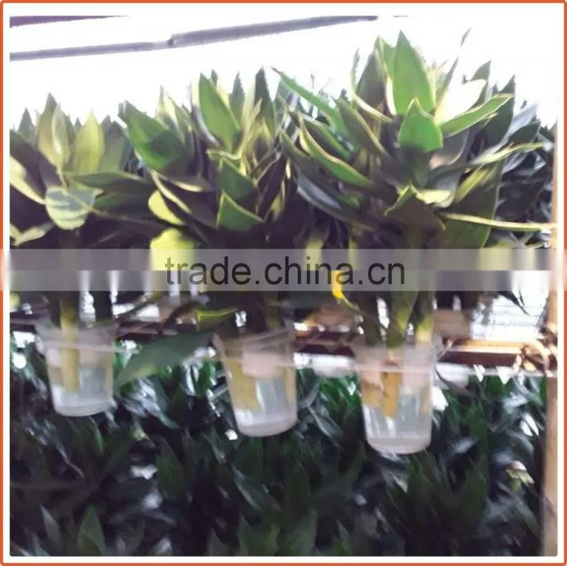 40cm lotus lucky bamboo air bonsai tree dracaena sanderiana indoor water aquatic feng shui plants nursery garden decoration