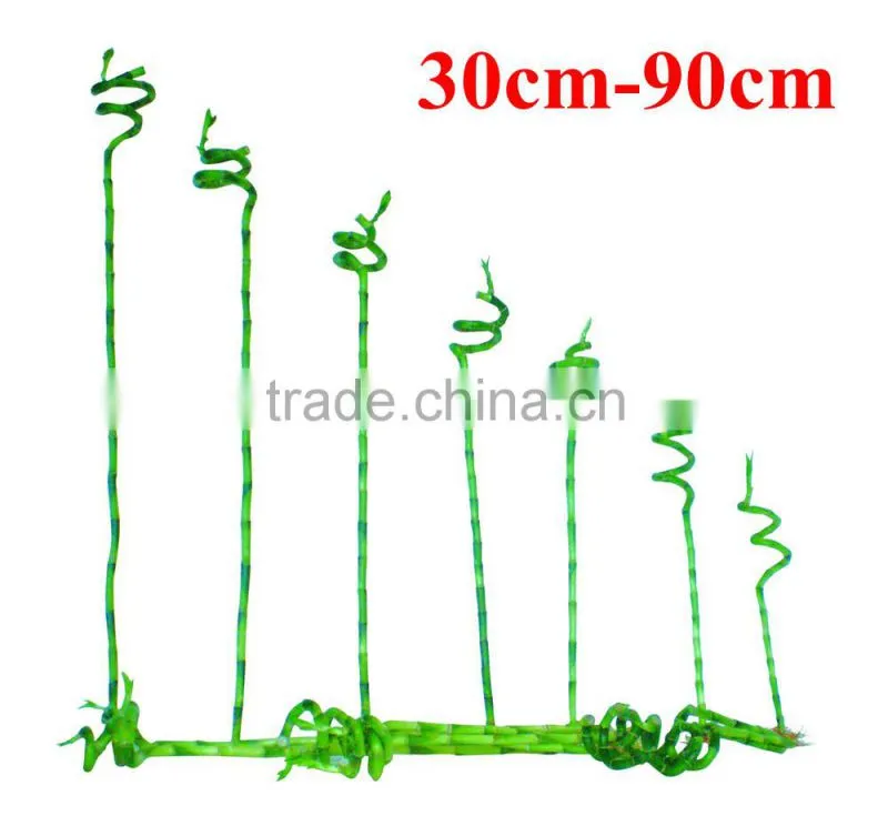 60cm spiral lucky bamboo air bonsai tree dracaena sanderiana indoor ornamental water aquatic plants garden decoration
