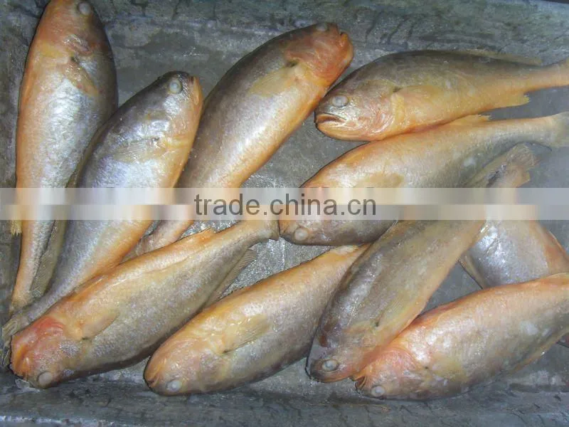 High Quality Of IQF Frozen Yellow Croaker In China