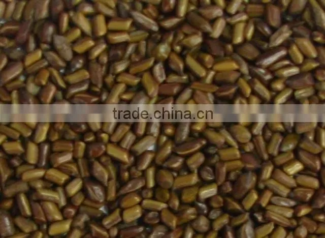 Cassia Tora Seeds India Origin