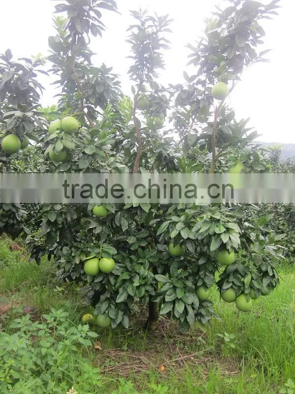 new crop pomelo