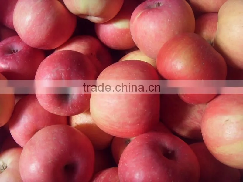 red fuji apple
