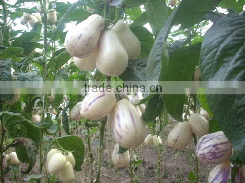 Pepino Seed Pepino Cucumber Seeds For Cultivation Germination rate above 93%