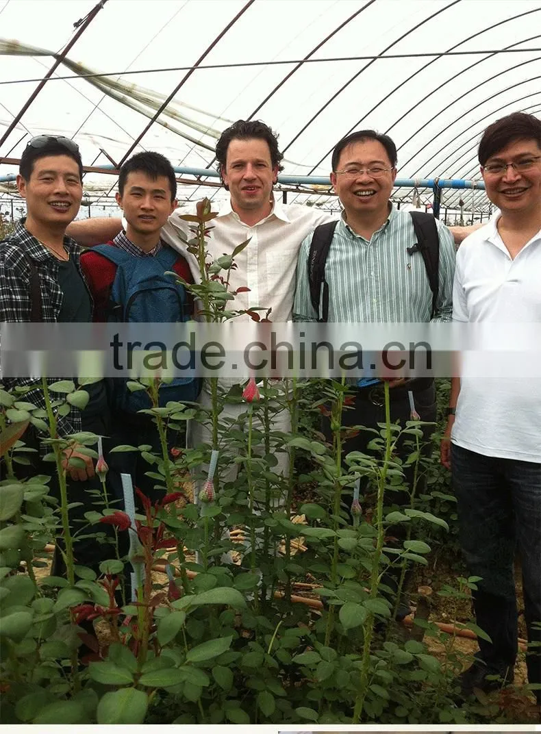 Export cut fresh flower of red rose flower from china