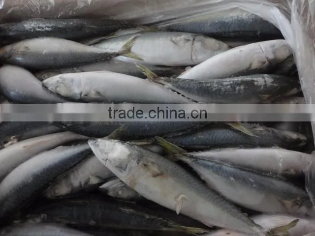 Pacific Mackerel Frozen Fish