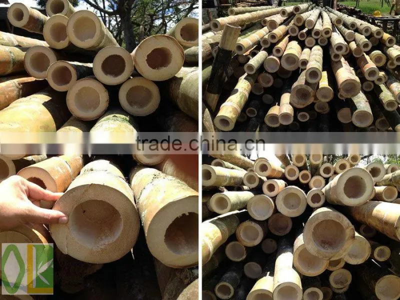 backyard scape in bamboo cane ,bamboo poles wholesale