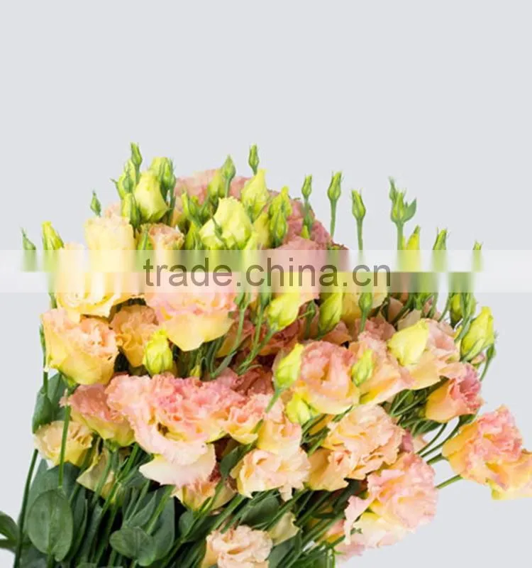 Best quality useful natural flower eustoma