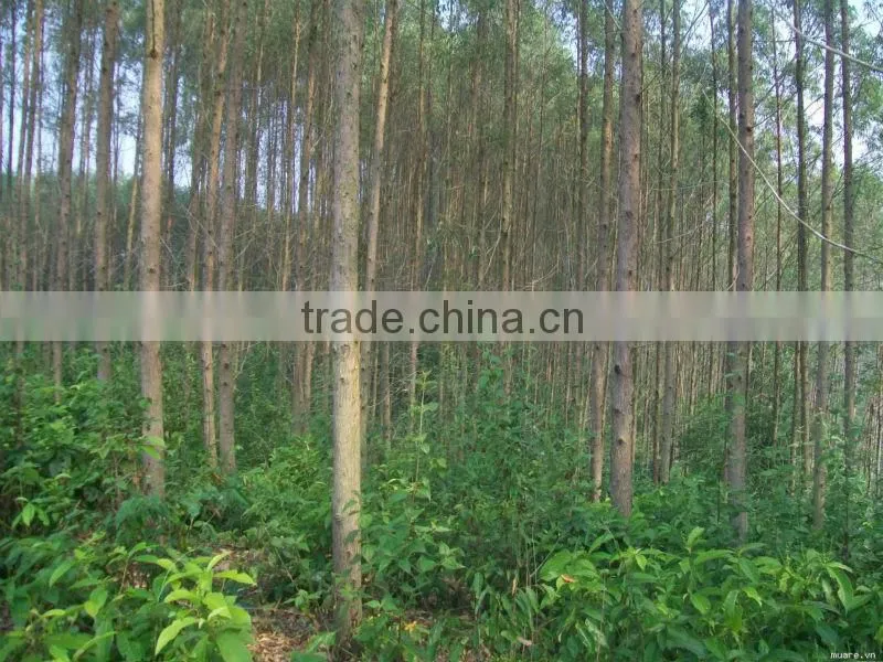 EUCALYPTUS WOOD LOGS