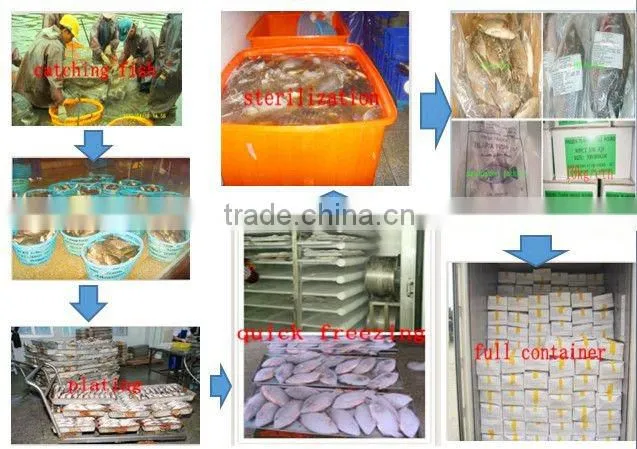 Frozen fresh tilapia suppliers HHF