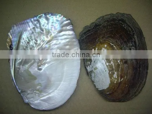 Natural chinese freshwater shell with pearls
