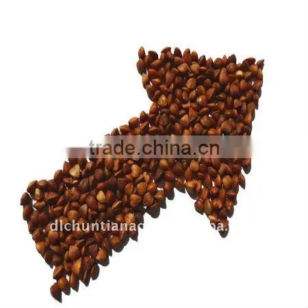 Chinese green buckwheat kernels