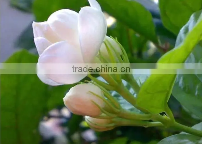 New Product China Tradition al Jasmine Tea