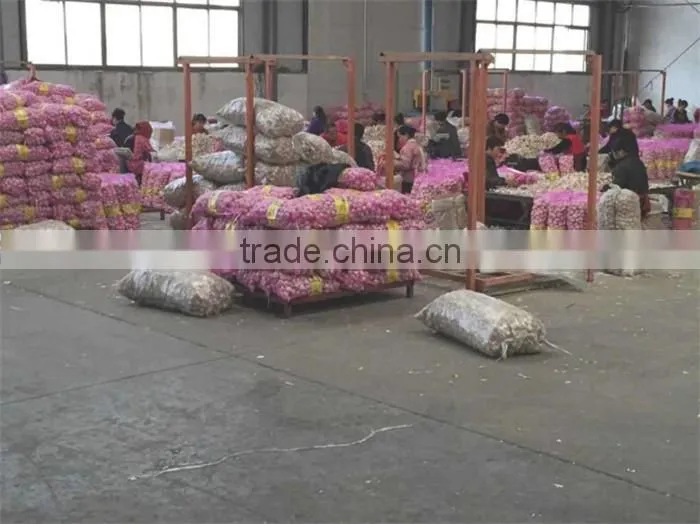 chinese garlic