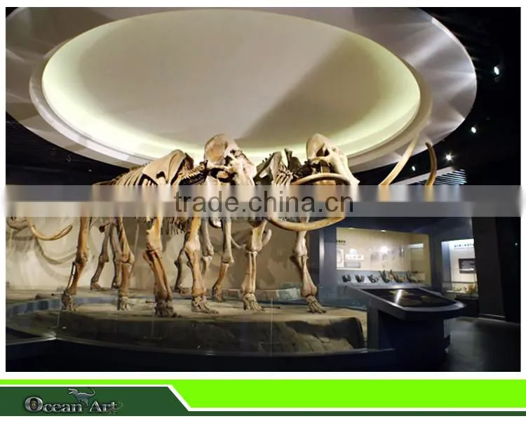 Mammoth Museum Exhibition Durable Animal Bones