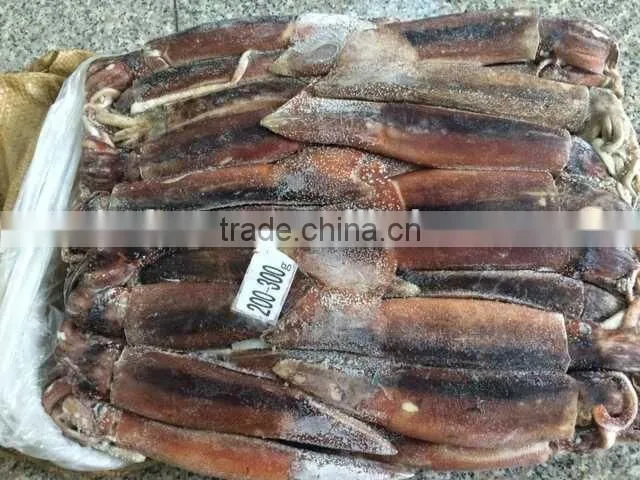 Frozen Squid whole Argentina Illex