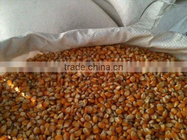 Indian Yellow Maize