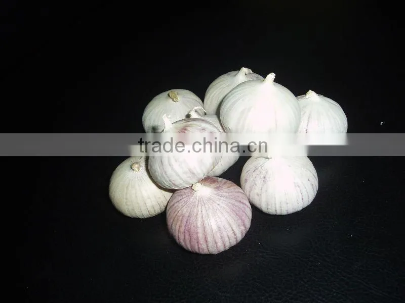 solo garlic